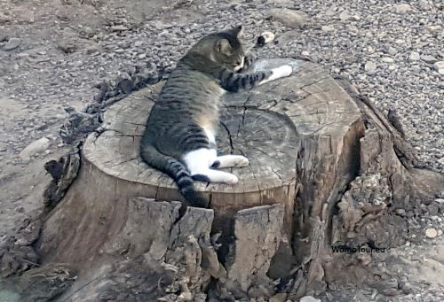 Katze auf Baumstamm W